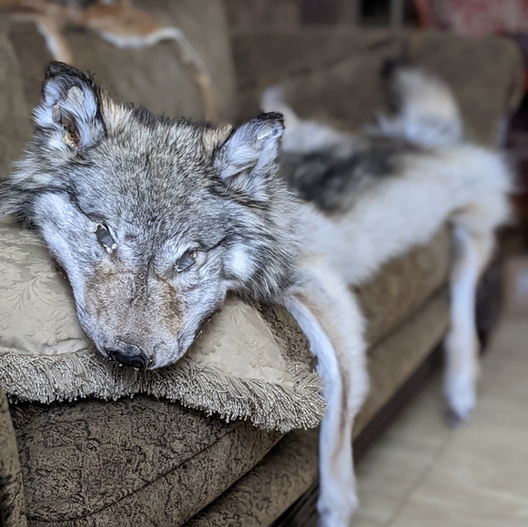 Rustic decor wolf wallhanger pelt - Picture 1 of 4